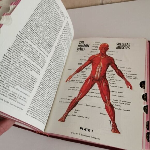 1982 Dorland's Pocket Medical Dictionary 24th Ed Vintage Doctor Reference - Picture 9 of 10